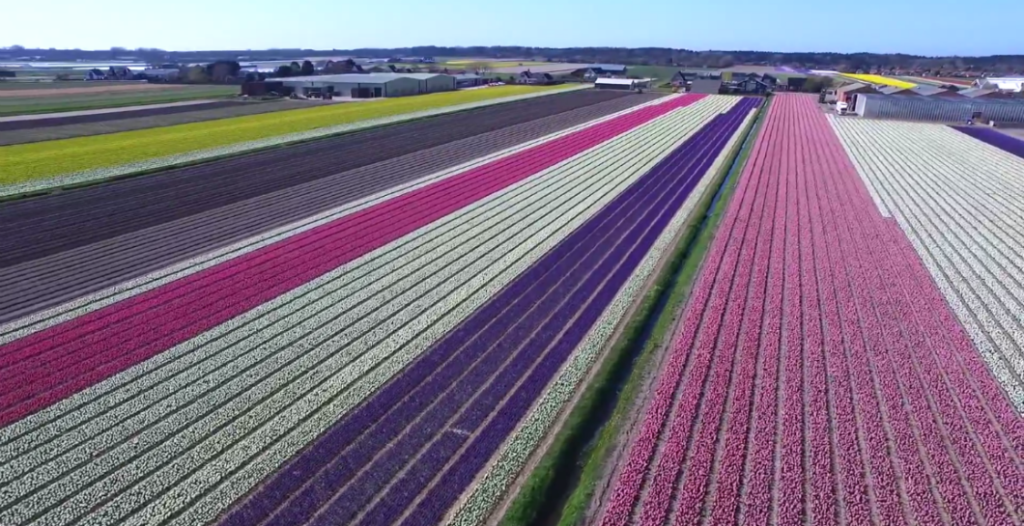Drone mostra as belezas dos campos de tulipas na Holanda | Guia Viajar